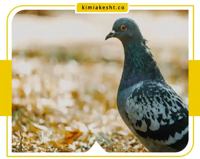 زمان استفاده از کود کبوتر برای درخت