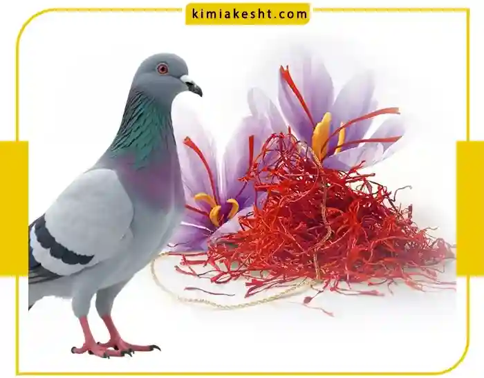 مقدار مصرف کود کبوتر برای زعفران