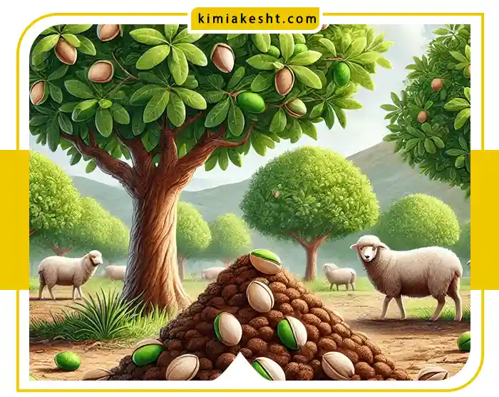 بهترین کود حیوانی برای درخت پسته