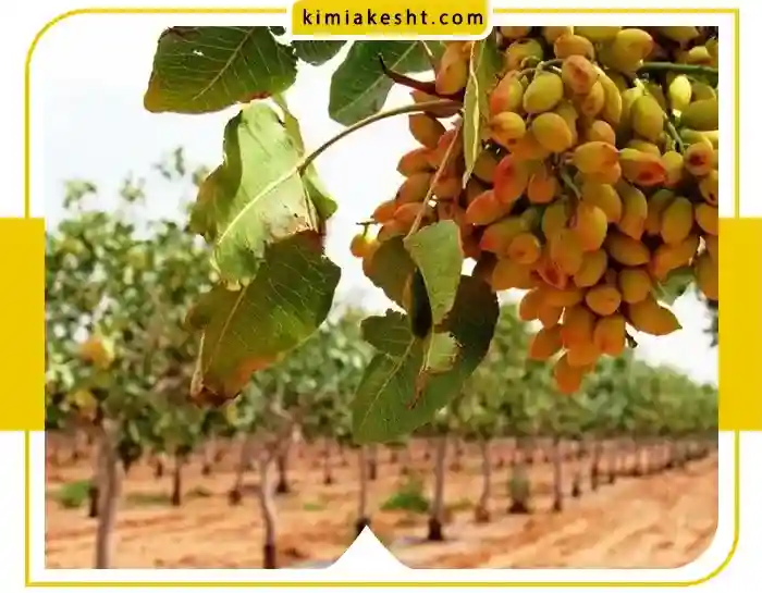 انواع روش کاشت نهال پسته و انتخاب بهترین آن