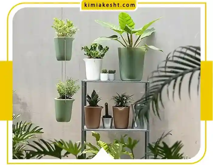 6 نوع گیاه آپارتمانی مناسب زمستان + نکات مراقبت