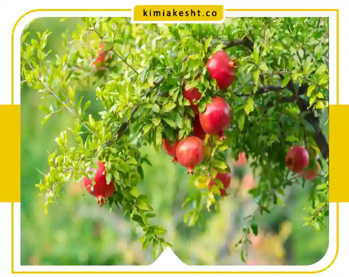 برنامه غذایی انار