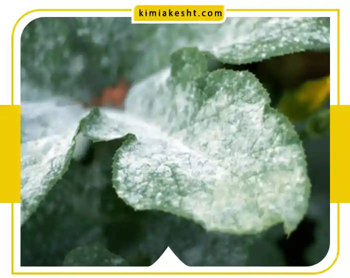 بیماری سفیدک گیاهان و درختان