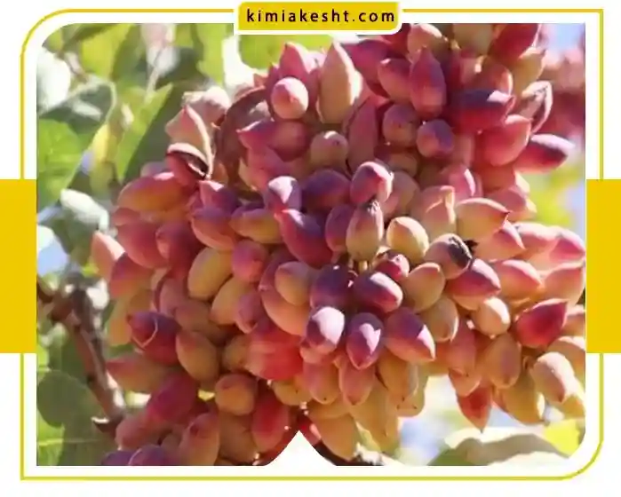 هرس درختان پسته چه زمانی و چگونه انجام می شود؟