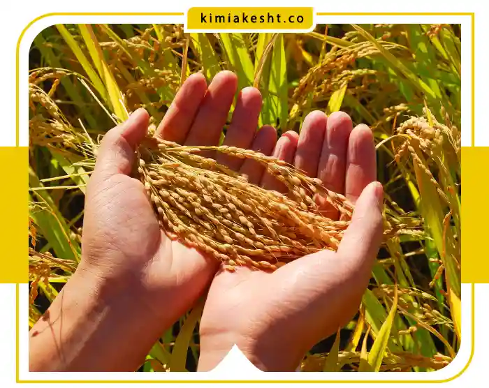 تأثیر کود در کیفیت برنج