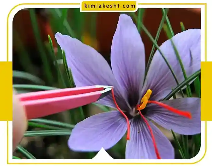 گلدهی زعفران در سال، چند دفعه است؟