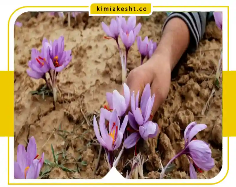 جدول برنامه غذایی زعفران