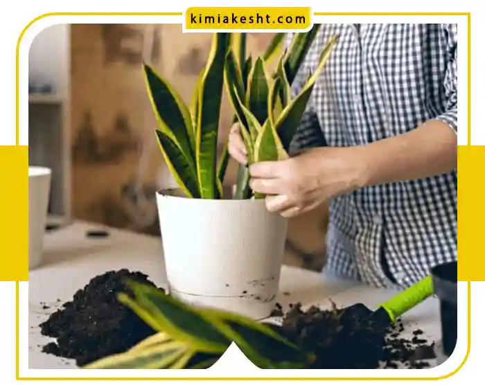 کود آهن برای سانسوریا