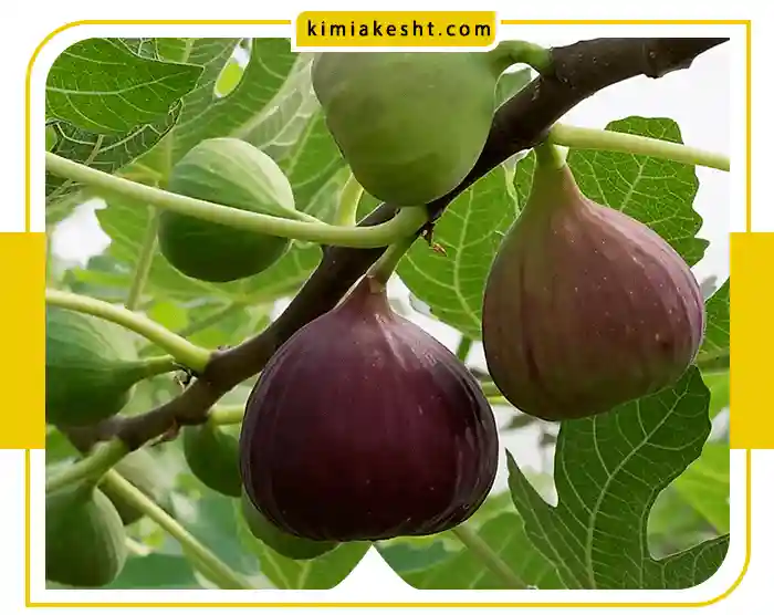 بهترین کود برای رشد سریع درخت انجیر