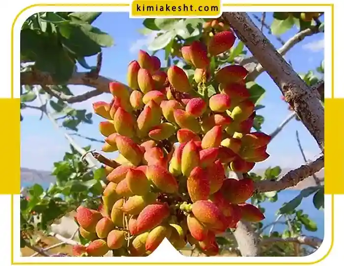 خرید و نحوه مصرف کود سولوپتاس برای پسته