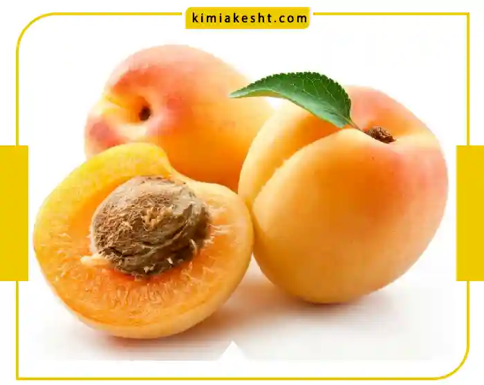 8 راه شیرین و درشت شدن زردآلو