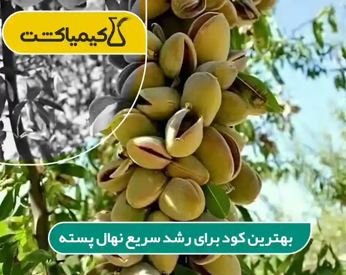 بهترین کود برای رشد سریع نهال پسته