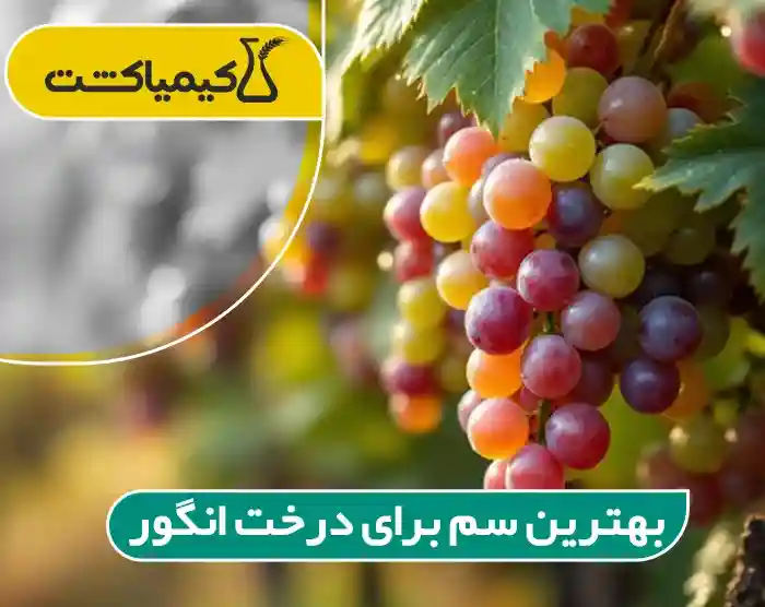 بهترین سم برای درخت انگور