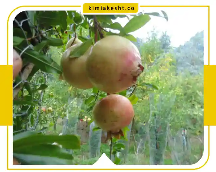 تأثیر نمک بر درخت انار