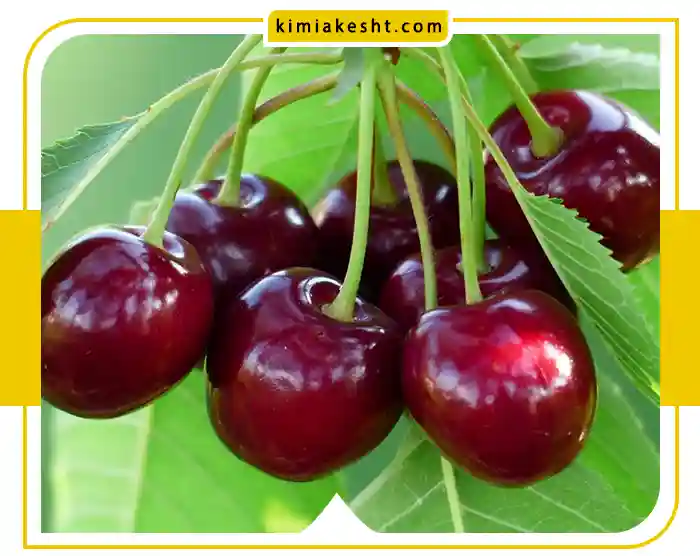 آشنایی با انواع درخت گیلاس + شرایط کاشت و نگهداری
