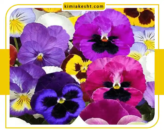 همه چیز درباره گل بنفشه