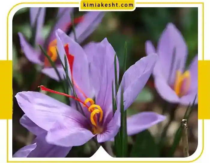 نقش کود سفید (کود اوره) در کشت زعفران