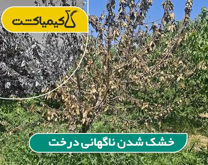 علت خشک شدن درختان باغ؛ چرا آبیاری پای تنه باعث پوسیدگی و گموز می‌شود؟