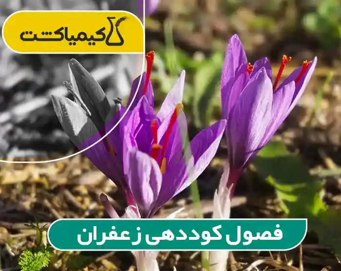 فصول کوددهی زعفران