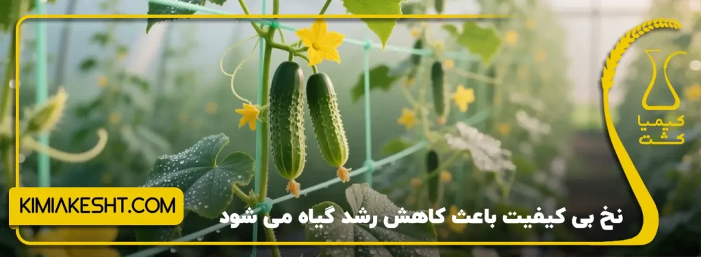 نخ بی کیفیت باعث کاهش رشد گیاه