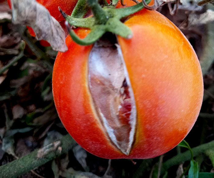 نیترات کلسیم برای گوجه کود نیترات کلسیم - نیترات کلسیم برای گوجه