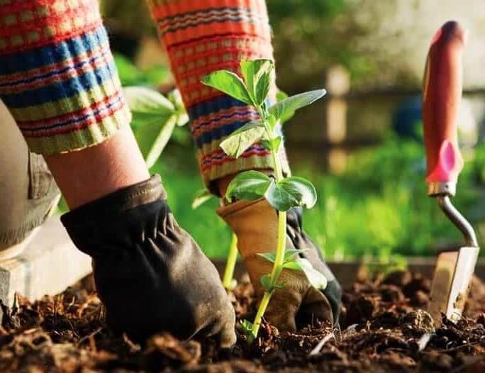 کود بور برای چه گیاهان و درختانی مناسبه؟ کود بور برای چه گیاهان و درختانی مناسبه؟