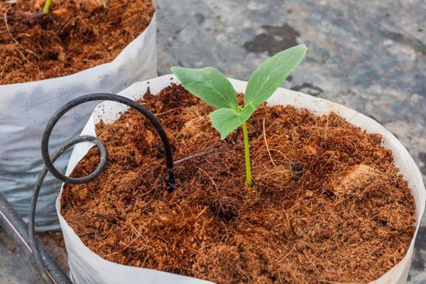 مزایای کوکوپیت مزایای کوکوپیت