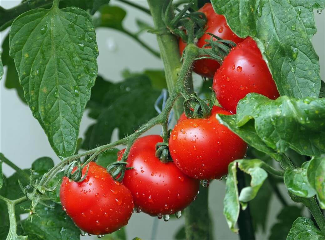کود سولفات مس - مقایسه سولفات مس با سایر کودهای معدنی و آلی در شرایط مختلف زراعی