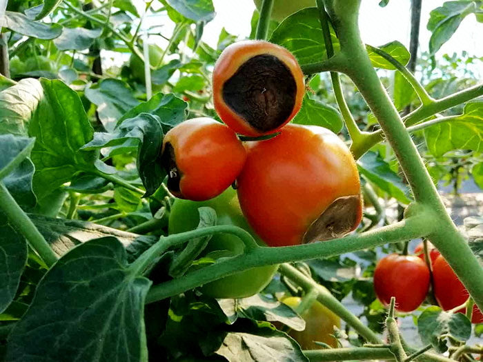 کود نیترات کلسیم - نیترات کلسیم برای گوجه - نمای 2