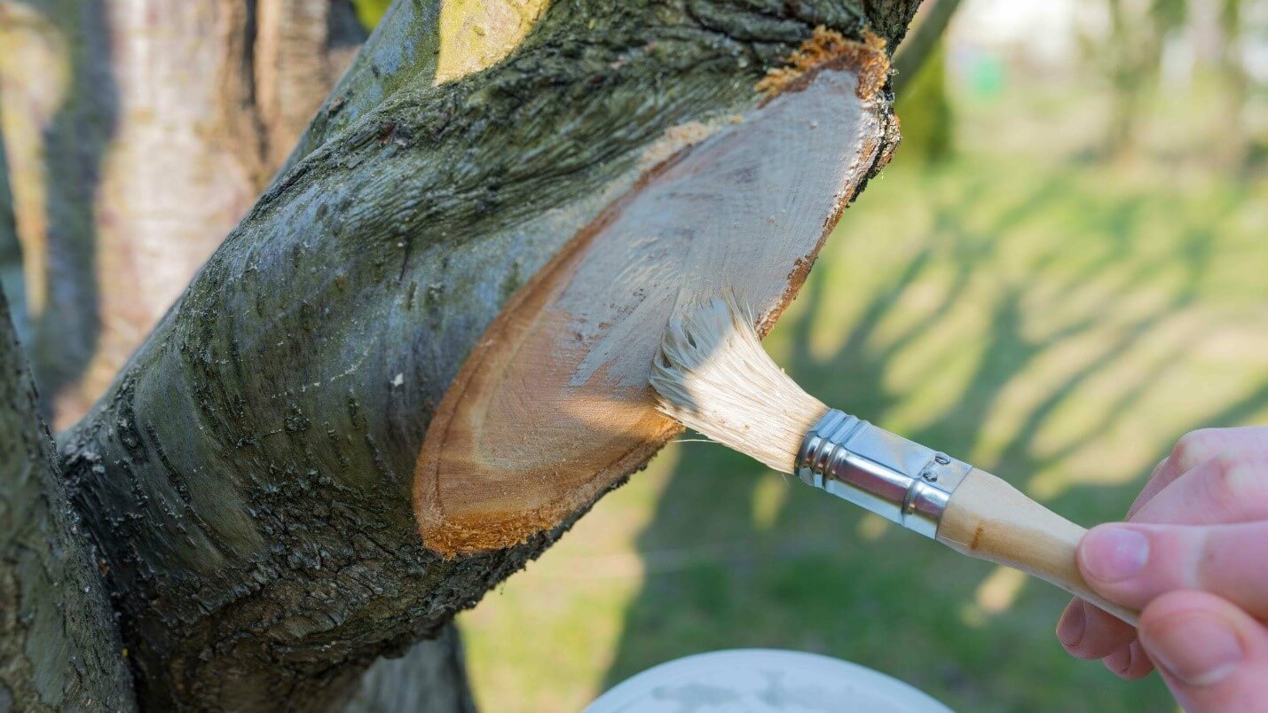 طریقه مصرف چسب هرس طریقه مصرف چسب هرس
