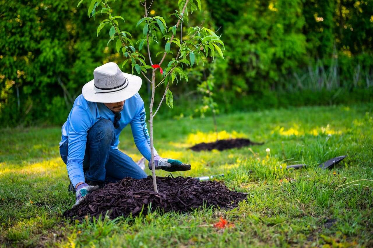 کود تقویتی برای درخت