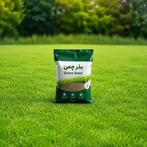 بذر چمن