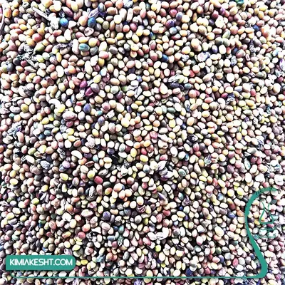 نمای ماکرو بذر شبدر هفترنگ پایهکوتاه کادر پر از بذرهای ریز سبز، قهوهای و ارغوانی شبدر اصلاحشده