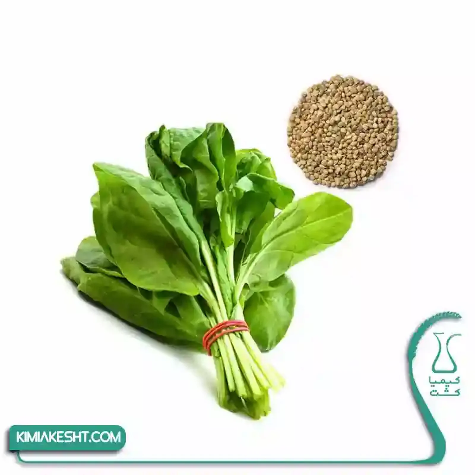 بذر سبزي اسفناج اصلاح شده 20 گرمي - تصویر 1