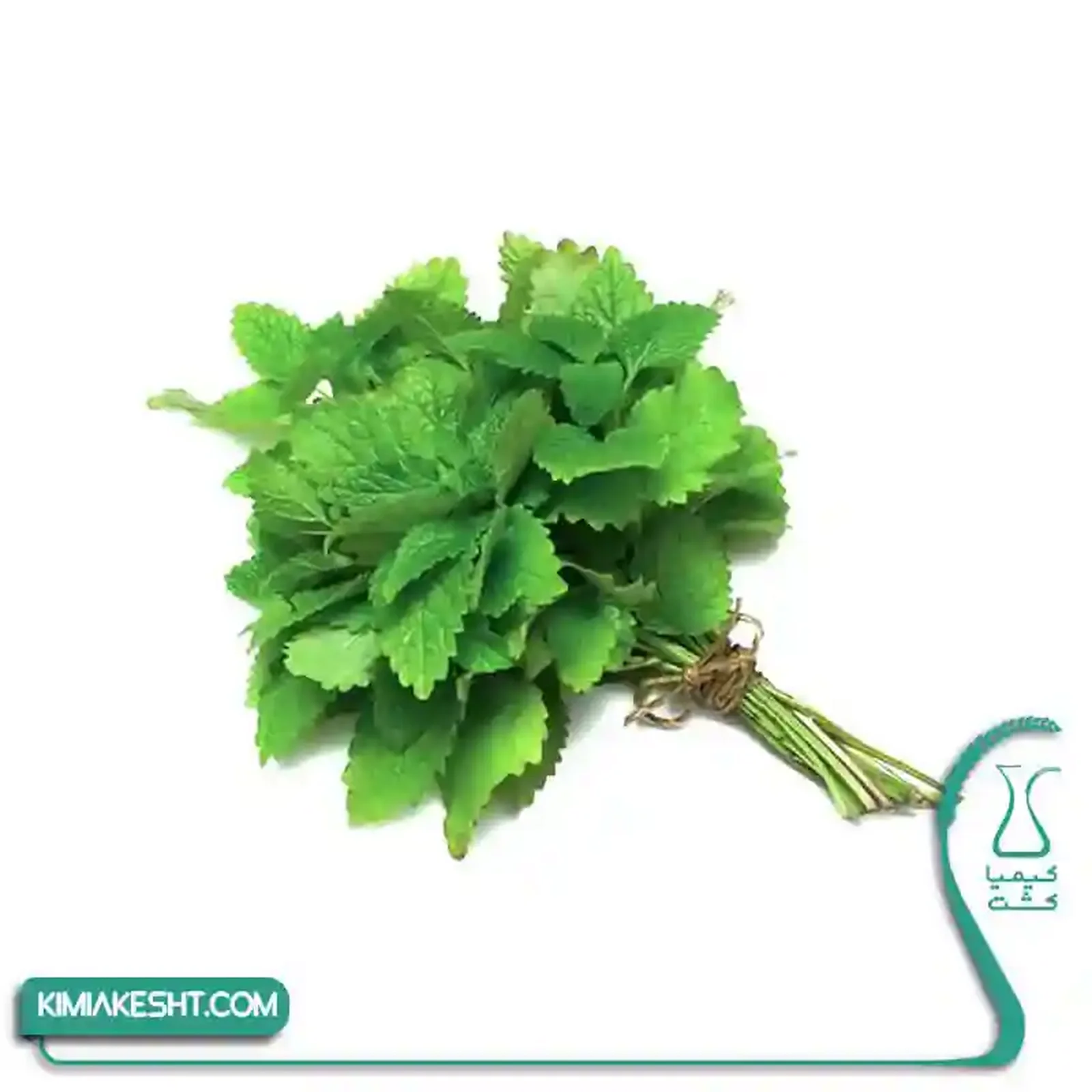 بذر سبزي بادرنجبويه اصلاح شده 20 گرمي - تصویر 1