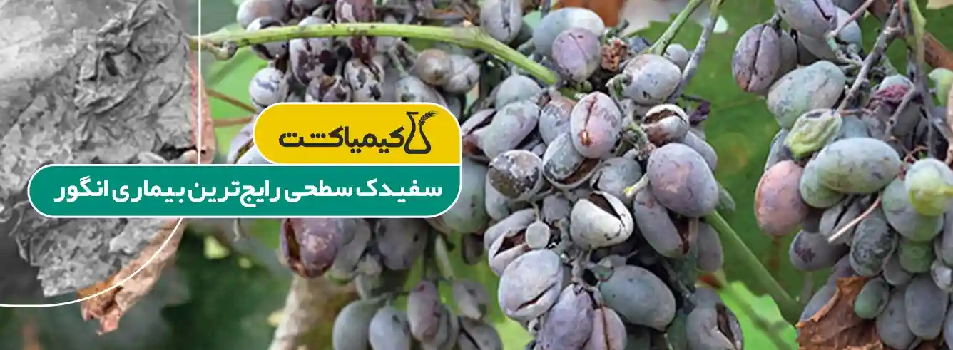 بهترین سم برای درخت انگور - خرید بهترین سم برای درخت انگور