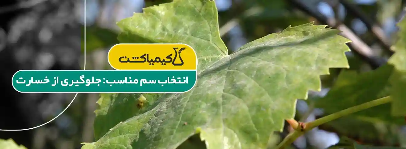 بهترین سم برای درخت انگور - چرا انتخاب سم مناسب برای درخت انگور اهمیت دارد؟