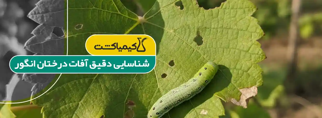 بهترین سم برای درخت انگور - روشهای تکمیلی مدیریت آفات انگور