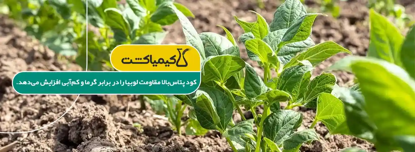 کود پتاس بالا برای لوبیا - مزایای کود پتاس بالا برای لوبیا