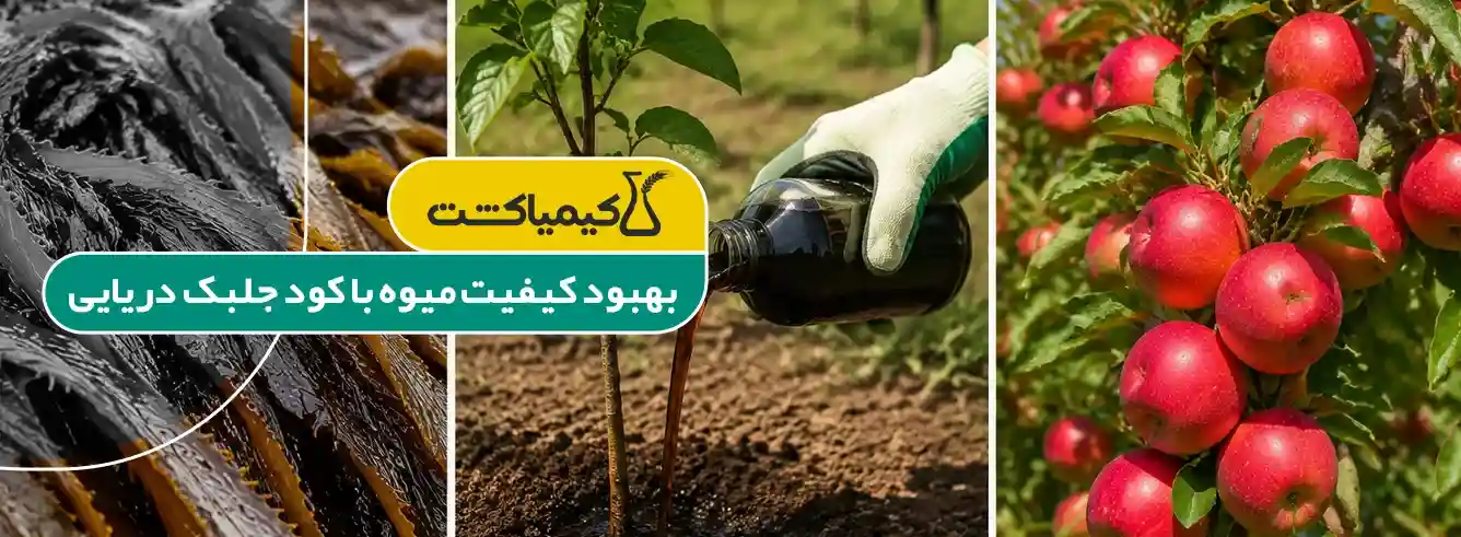 کود جلبک دریایی برای درختان - نکات اصولی مصرف کود جلبک دریایی برای درختان میوه