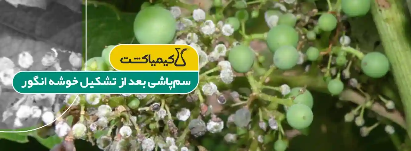 بهترین سم برای درخت انگور - بهترین زمان برای سم پاشی درخت انگور