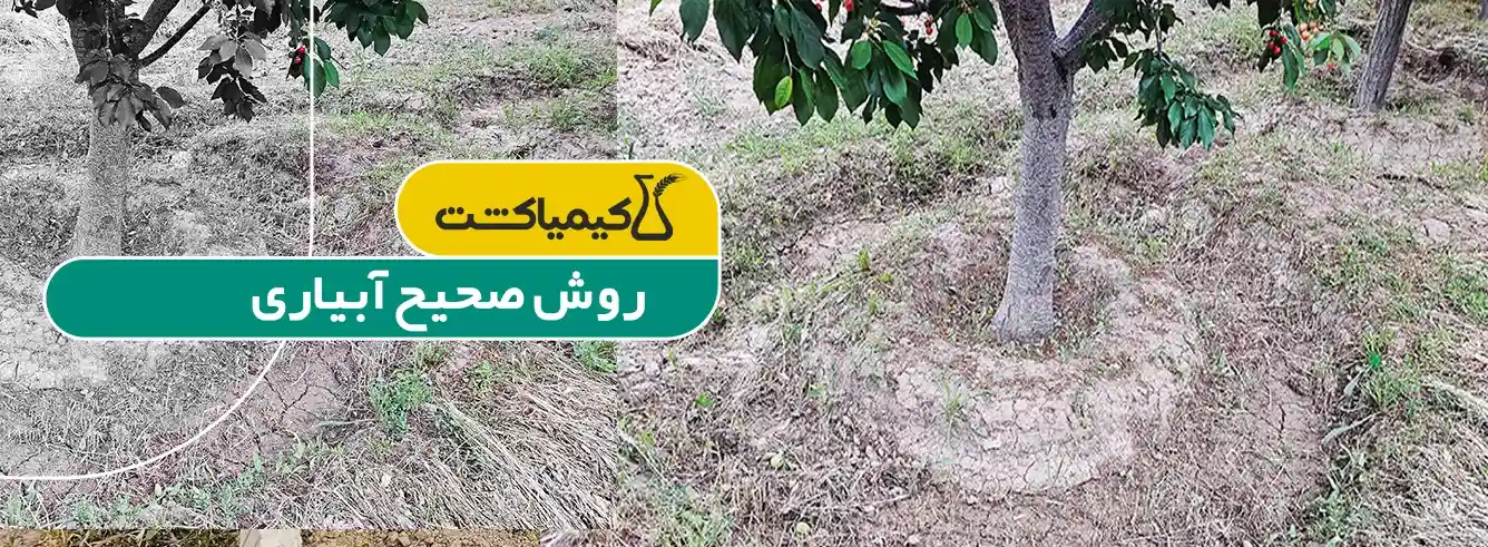 علت خشک شدن درختان باغ؛ چرا آبیاری پای تنه باعث پوسیدگی و گموز می‌شود؟ - آیا آبیاری مستقیم پای تنه باعث خشک شدن درختان می‌شود