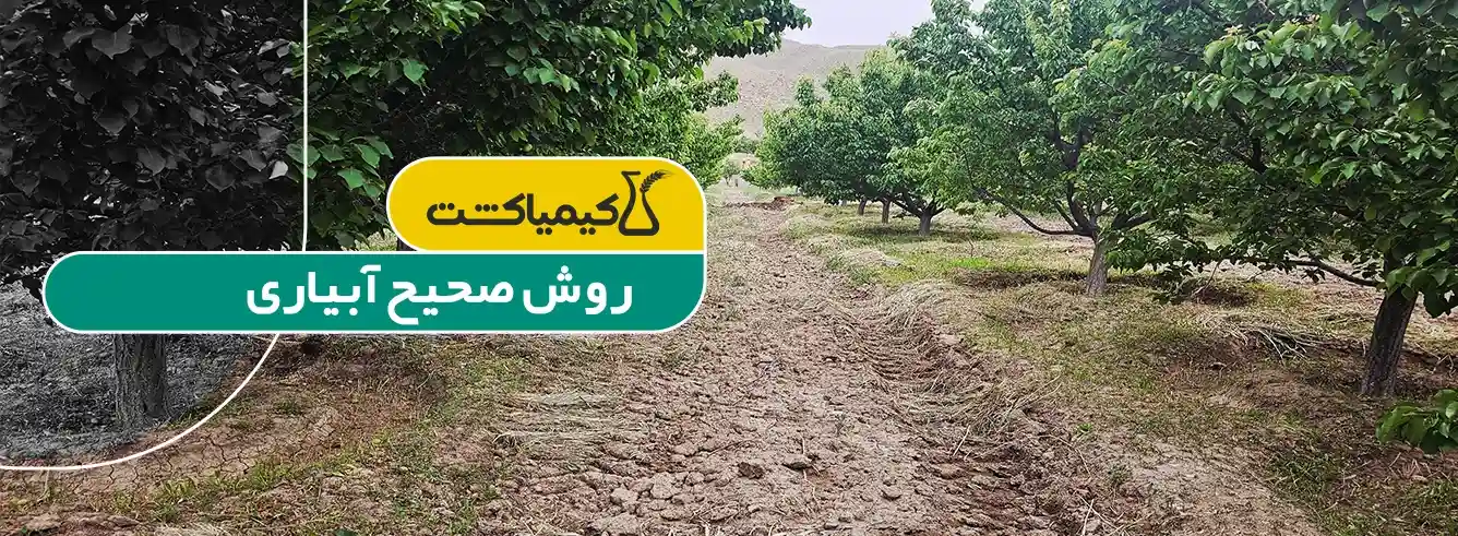 علت خشک شدن درختان باغ؛ چرا آبیاری پای تنه باعث پوسیدگی و گموز می‌شود؟ - آیا فقط با دور کردن آب از تنه، درخت درمان می‌شود؟