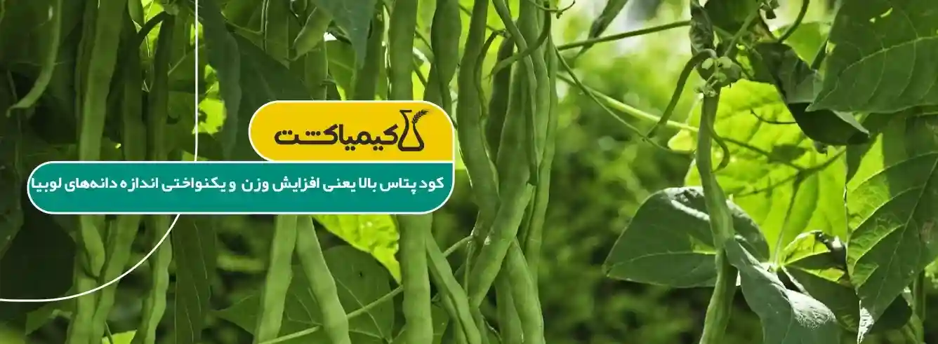 کود پتاس بالا برای لوبیا - علائم کمبود پتاسیم در لوبیا