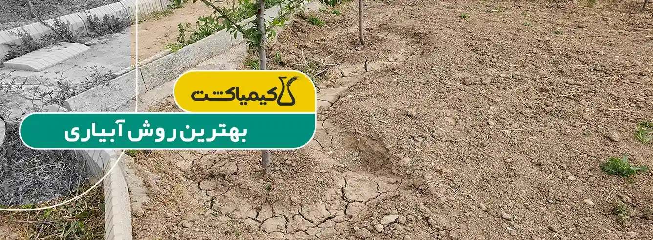 علت خشک شدن درختان باغ؛ چرا آبیاری پای تنه باعث پوسیدگی و گموز می‌شود؟ - تأثیر بافت خاک و زهکشی بر خشک شدن درختان