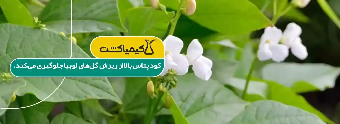 کود پتاس بالا برای لوبیا - بهترین زمان مصرف کود پتاس بالا برای لوبیا