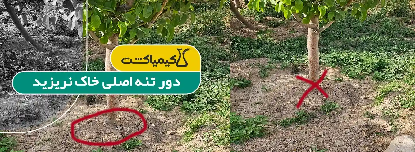 علت خشک شدن درختان باغ؛ چرا آبیاری پای تنه باعث پوسیدگی و گموز می‌شود؟ - تصویر توضیحات 1