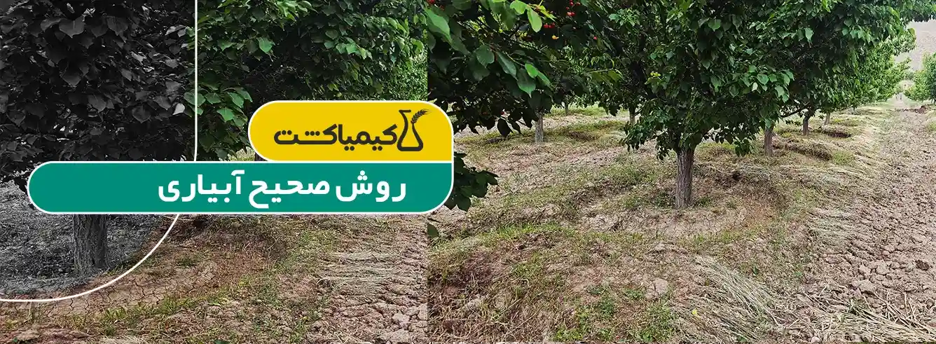 علت خشک شدن درختان باغ؛ چرا آبیاری پای تنه باعث پوسیدگی و گموز می‌شود؟ - روند آسیب بیماری