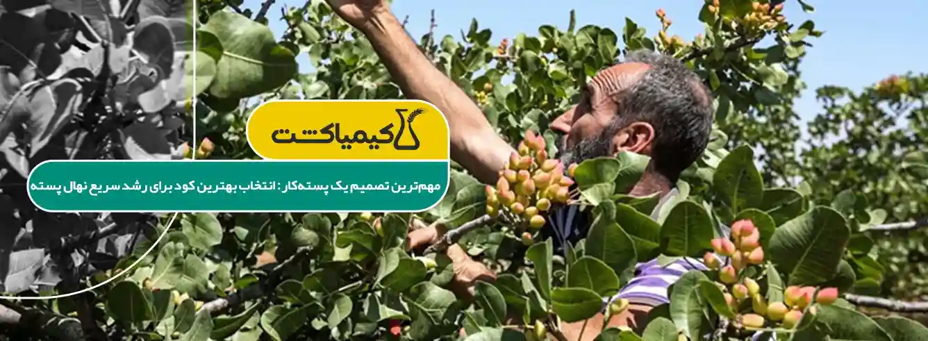 بهترین کود برای رشد سریع نهال پسته - خرید کود مناسب برای رشد نهال پسته و پیشنهاد فروشگاهی