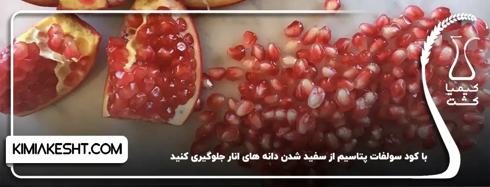 سفید شدن دانه های انار
